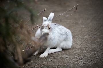 una bella lepre di colore bianco mentre si nutre