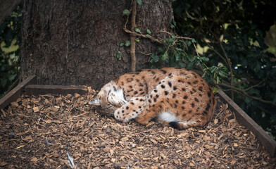 una lince mentre dorme, lince che schiaccia un pisolino