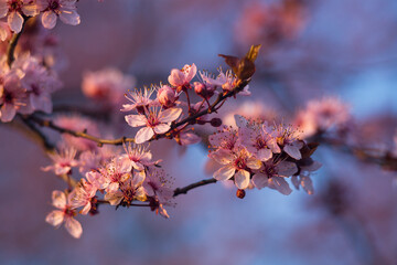 Blooming spring flowers.