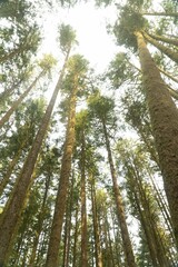 Fototapeta premium trees reaching for the sky as if they were flying over them
