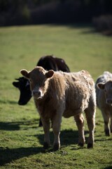two small cows are walking across a green field with a smaller calf