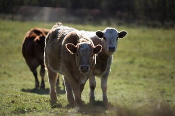 three cows in the middle of a green field with trees