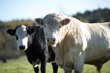 two cows are standing side by side in the grass on a sunny day