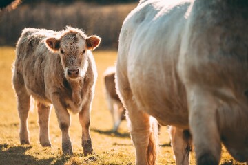 Fototapeta premium the three cows stand in the field with their ears cocked