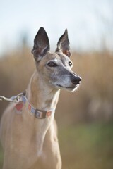 a whippy dog wearing a collar on a chain in the park