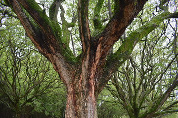 tree in the forest