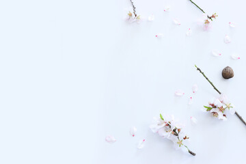 image of spring almond blossoms tree over isolated white background