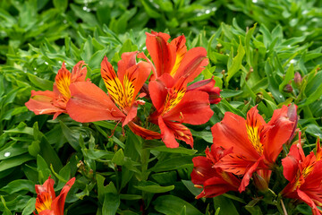 Red and yellow flowers of a Peruvian lily (alstroemeria) with green leafy background