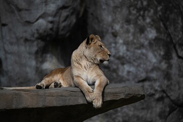 Naklejka na ściany i meble Barbary lion (Panthera leo leo) resting on a wooden structure looking aside