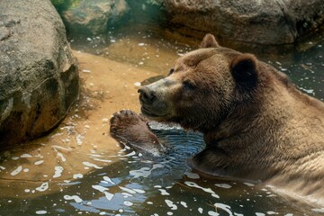 Closeup of an adorable brown bear swimming in water in a zoo