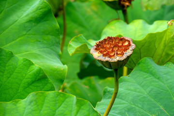 Dried seed cup of a sacred lotus (nelumbo nucifera) amid lush green leaves