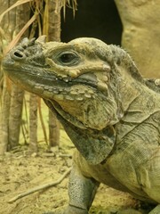 Vertical shot of Mona ground iguana reptiles with brown wall backgground