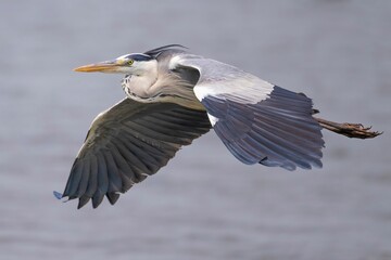 Close-up of a gray heron (Ardea cinerea) flying over the sea