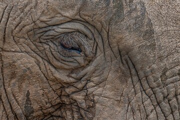 Close-up of an elephant eye