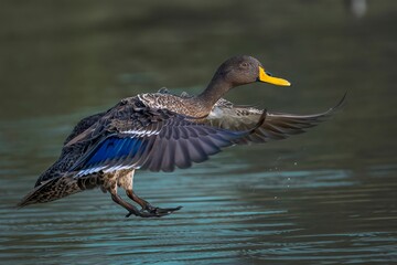 Close-up of a yellow-nosed mallard (Anas undulata) landing in a  lake