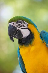 Vertical close-up of a colorful Ara on a blurred green background