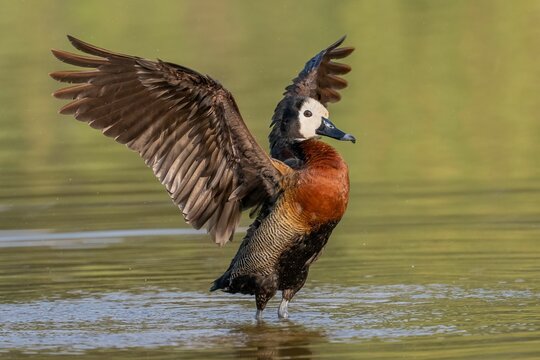 Close-up of a white-faced whistling duck (Dendrocygna viduata) duck landing in a lake