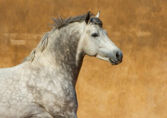 Close-up of a white Andalusian Spanish Pura Raza Espanola horse running against a yellow background