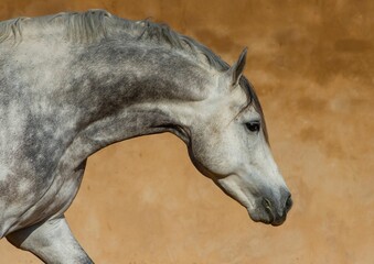 Obraz premium Close-up of a white Andalusian Spanish Pura Raza Espanola horse running against a yellow background