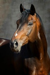 Fototapeta na wymiar Vertical close-up Czech Warmblood horse in sunlight on a gray background