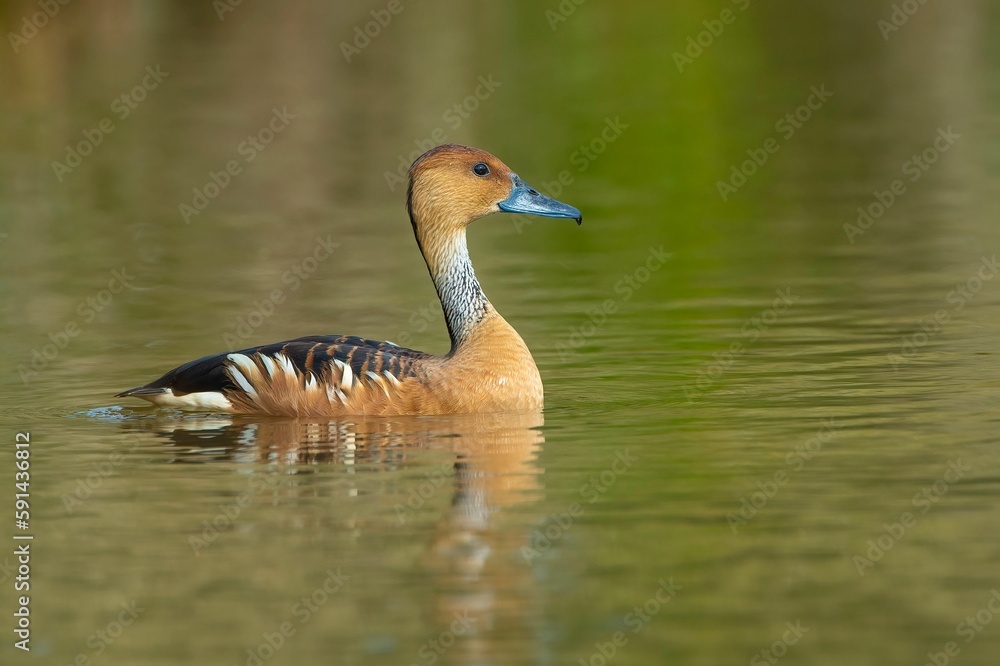 Poster Fulvous whistling duck swimming in water