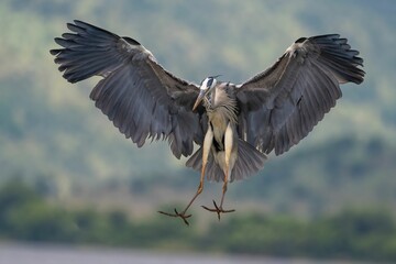 Blue heron about to land on the ground on a sunny day with blur background