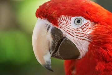 Fototapeta premium Red ara parrot in blurred background