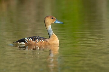 Fulvous whistling duck swimming in water