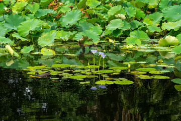 Purple flowering  water lilies (nymphaea nouchali) on garden pond, with reflection