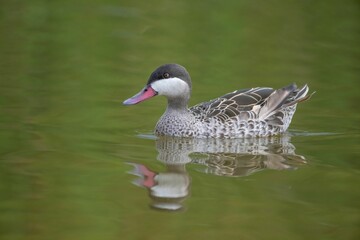 Duck swimming in water