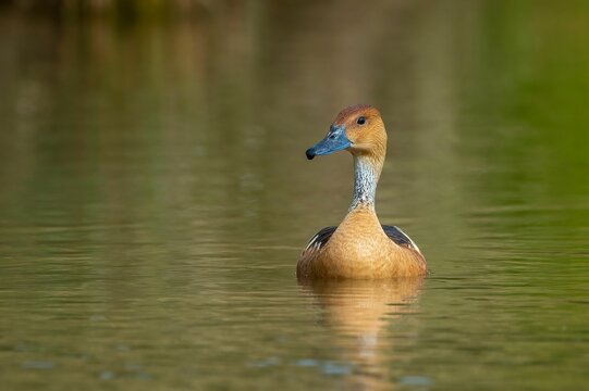 Fulvous whistling duck swimming in water