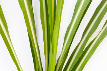 Fototapeta premium Sugar cane leaves on white background.