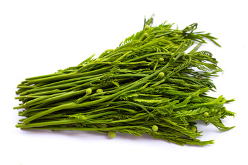 Leucaena leucocephala isolated on white background