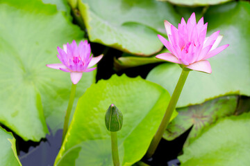 Beautiful pink water lily. Lotus flower with green leaves