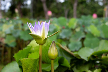 Beautiful purple water lily. Lotus flower with green leaves
