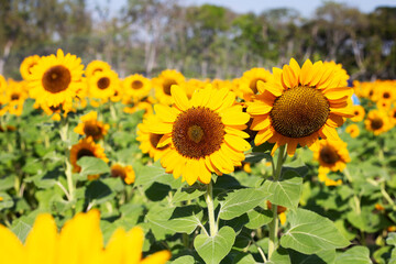 Sunflower field, Beautiful summer landscape.
