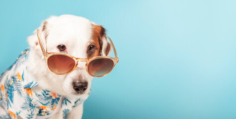 Portrait of a dog with sunglasses and a Hawaiian shirt on a blue background.Banner with space for text .