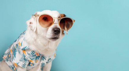 Portrait of a dog with sunglasses and a Hawaiian shirt on a blue background.Banner with space for text .