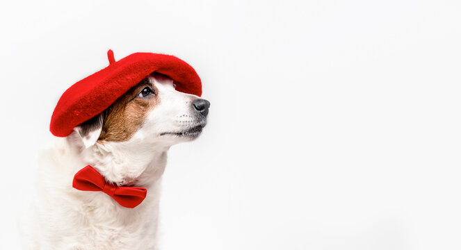 Portrait of a dog in a red beret and with a butterfly around his neck, sitting on a white background. The concept of creativity, art. Banner with space for text .