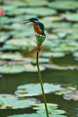 Vertical closeup of a kingfisher perched on a green plant in a pond