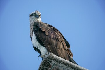 Closeup of an Osprey perched on a stone against a blue sky