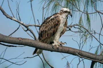 Closeup of an Osprey perched on a branch of a tree