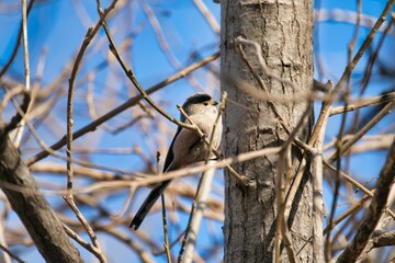 Closeup of a Long-tailed tit perched on a branch of a tree