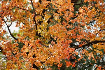 Beautiful view of fall foliage tree leaves