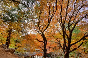 Beautiful view of fall foliage tree leaves