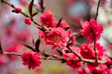 Beautiful view of coral flower in the garden with blurred background
