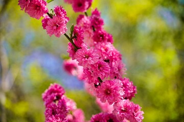 Beautiful view of Sakura in the garden with blurred background