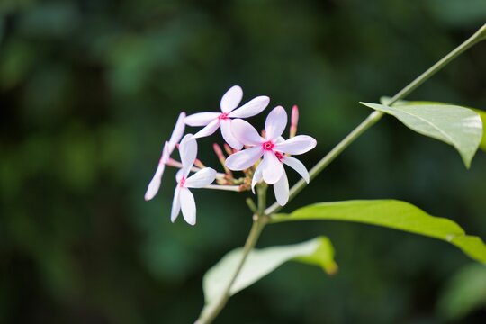 Beautiful view of kopsia in the garden with blurred background