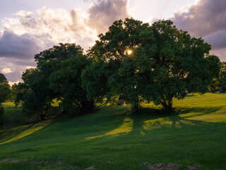 Sunset Through The Trees