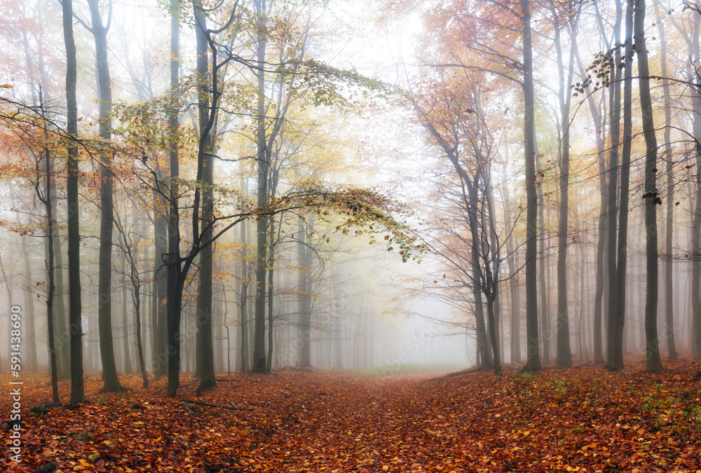 Poster Autumn forest with trees - Fall nature at fog